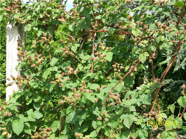 tayberry